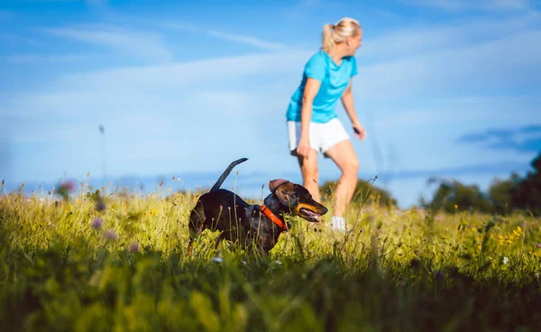 Köpeğini bir çayır üzerinde yürüyen kadın — Stok fotoğraf