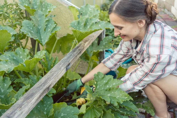 Mujer en su jardín cosechando pepinos o calabacín —  Fotos de Stock