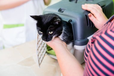 Veteriner ya da kedi salon getirdi kedi
