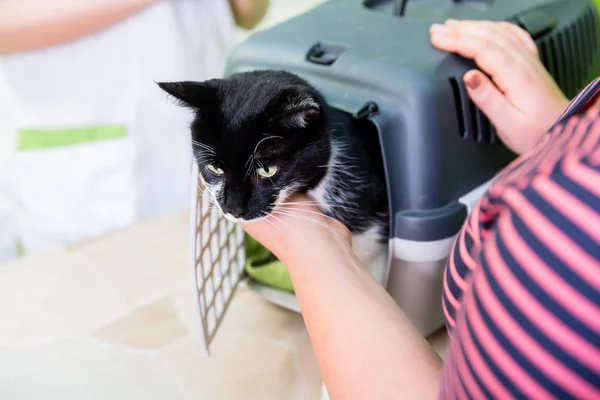 Gato llevado al veterinario o salón de gatos —  Fotos de Stock