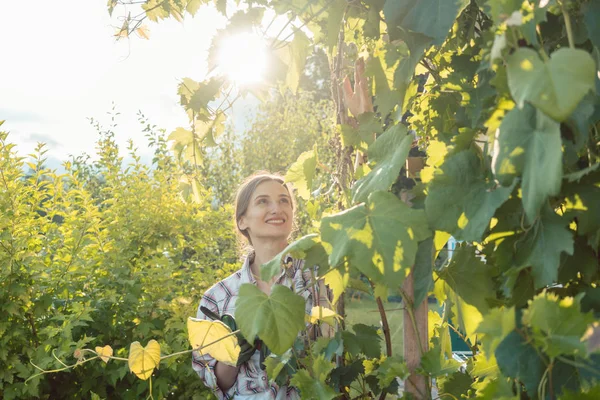 Donna in giardino a controllare le viti — Foto Stock