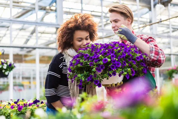 Bella donna pensando di acquistare una petunie viola profumate in vaso — Foto Stock