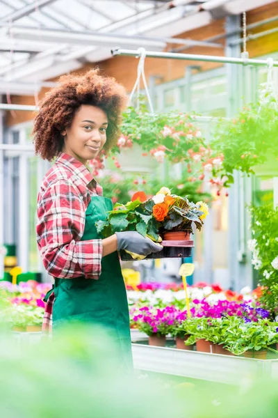 Side view of a dedicated florist holding a tray with decorative potted flowers — Stock Photo, Image