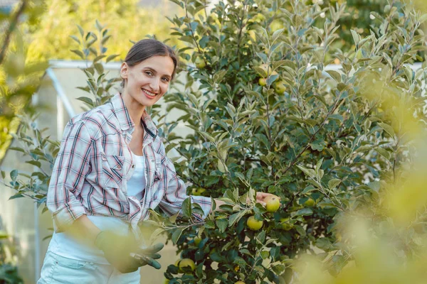 Femme dans le hobby jardin récolte des pommes de l'arbre — Photo