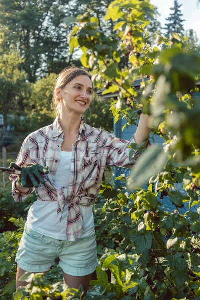 Junge Gärtnerin pflückt Beeren vom Strauch — Stockfoto