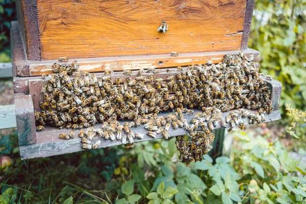 Enjambre de abejas en una casa — Foto de Stock