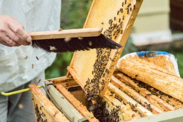 Imker bürstet Bienen aus Waben — Stockfoto