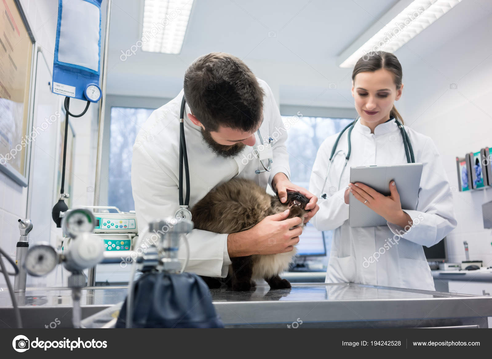 Vet Doctors examining cat patient with stethoscope Stock Photo by