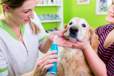 Büyük köpek kadın köpek salonunda diş bakımı Başlarken