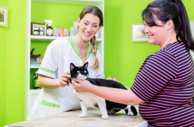 Kedi, veteriner veya evde beslenen hayvan Salonu