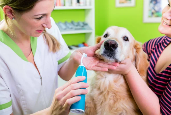 Gros chien obtenir des soins dentaires par la femme au salon de chien — Photo
