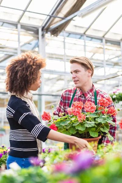 美丽的女人买一个红色的天竺葵在花店的建议 — 图库照片