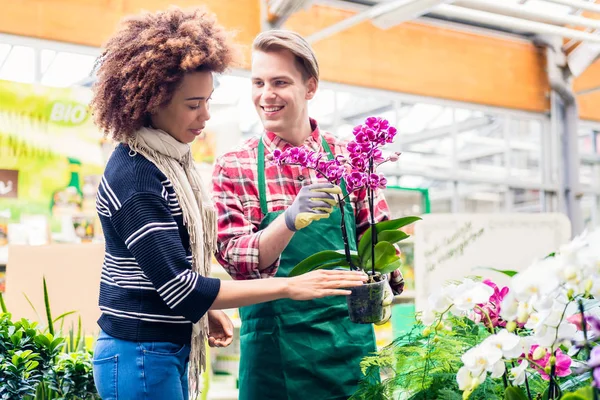 Cheerful vendor showing to a customer a potted pink orchid for sale — Stock Photo, Image
