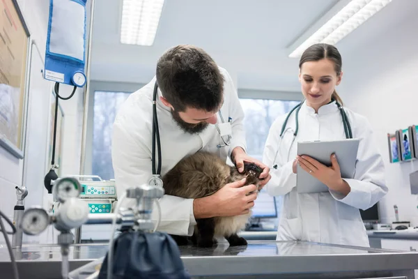 Médicos veterinarios examinando paciente gato con estetoscopio —  Fotos de Stock