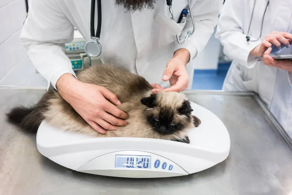 Dierenarts brengen kat op schaal voor het meten van haar gewichten — Stockfoto