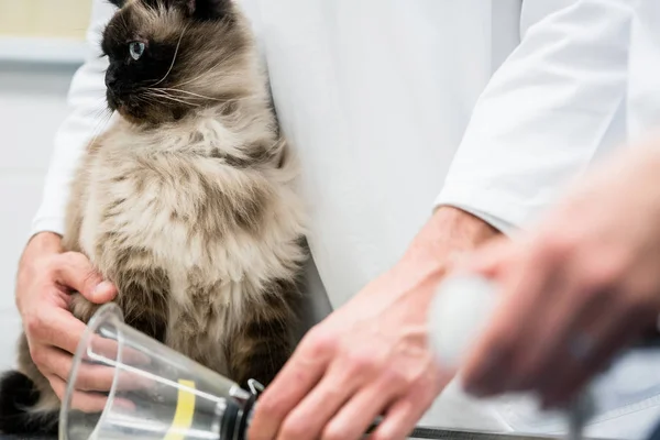 Vet verificando gato para sintomas de doença na clínica veterinária — Fotografia de Stock