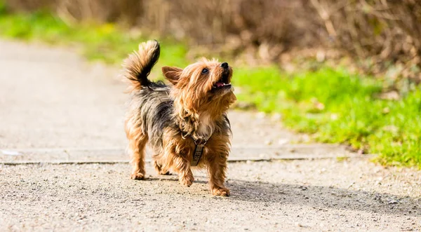 Kleiner Hund auf Waldweg spazieren — Stockfoto