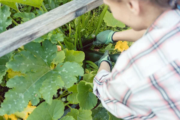 Mulher Seu Jardim Colher Pepinos Courgette Cama Vegetal — Fotografia de Stock