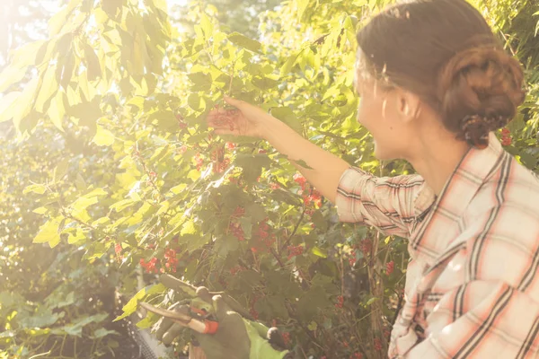 Frau Ihrem Garten Erntet Rote Johannisbeeren Vom Strauch — Stockfoto