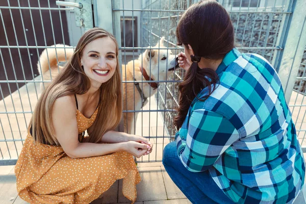 Mulher adotando um cão no abrigo de animais, ansiosamente esperando — Fotografia de Stock