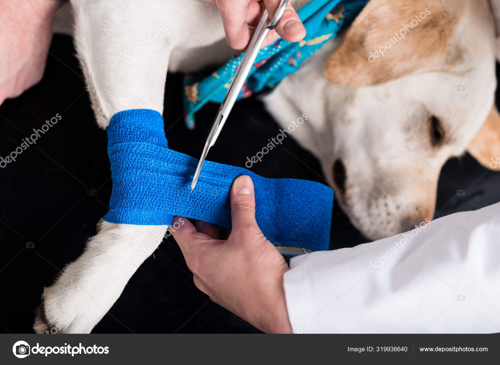 Анестезия в ветеринарии. Вакцинация домашних животных. Какие операции делают собакам. Собака у ветеринара укол. Какие операции делают собакам.