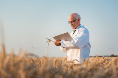Araştırmacı yeni tahıl ve buğday türleri üzerinde saha testi yapıyor.