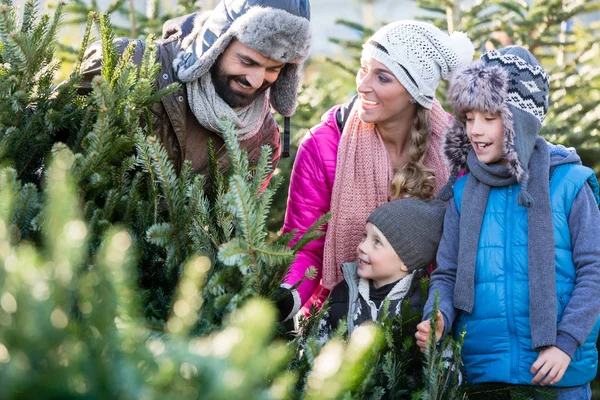 Familia comprando árbol de Navidad en el mercado — Foto de Stock