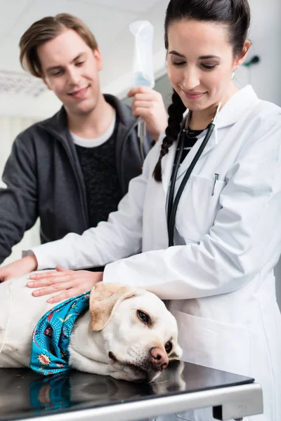 Médica examinando cão na clínica — Fotografia de Stock