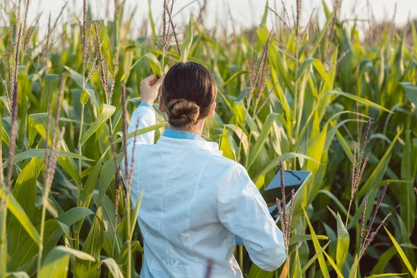 Вчений в області кукурудзи тестує нову породу GMO — стокове фото