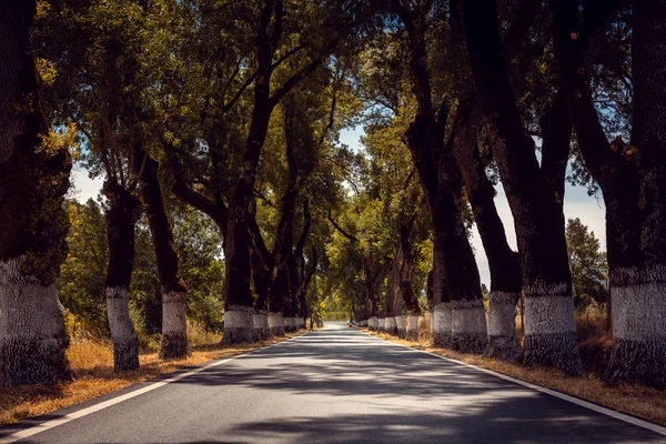 Avenida com árvores velhas no Alentejo rural, Portugal — Fotografia de Stock