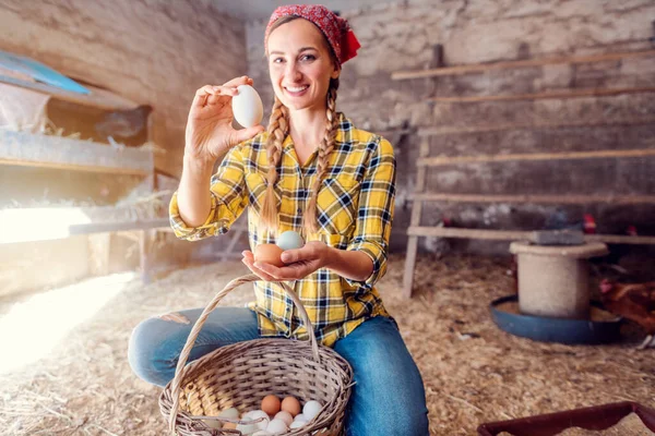 Famosa mujer recogiendo huevos de sus gallinas en la cesta —  Fotos de Stock