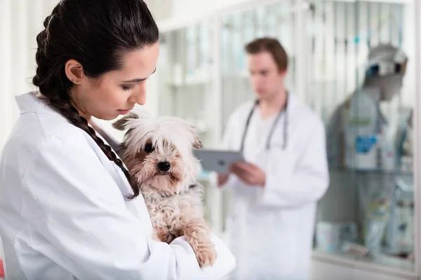 Female veterinarian carrying small sick puppy — Stock Photo, Image