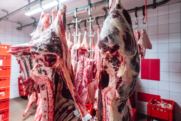 Pieces of beef meat in slaughterhouse of butchery