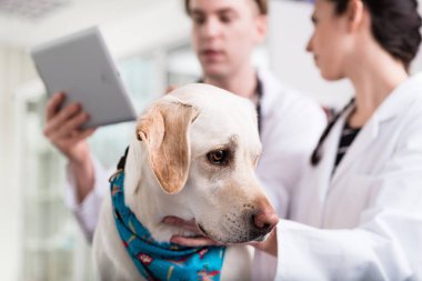 Hasta bir köpeğin yakın çekim