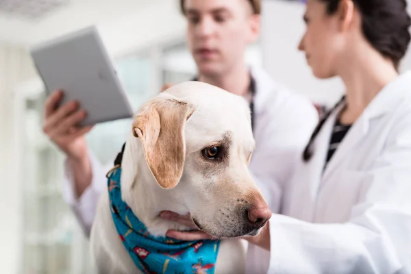 Close-up van een zieke hond — Stockfoto