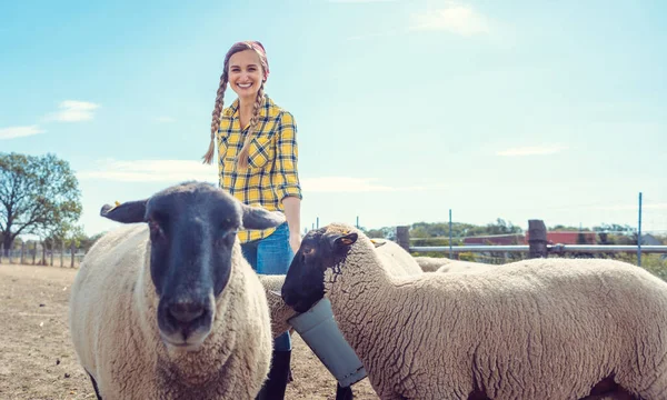 Agricultor alimentando a su oveja granja — Foto de Stock