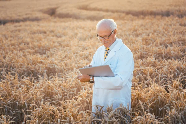 Man doing research on genetically modified grain in wheat field — Stock Photo, Image