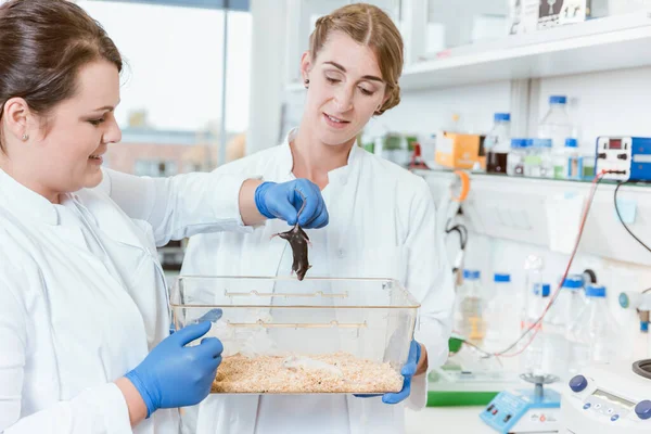 Female doctor holding lab rat