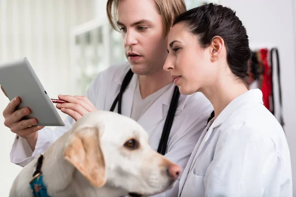 Tierarzt mit digitalem Tablet — Stockfoto