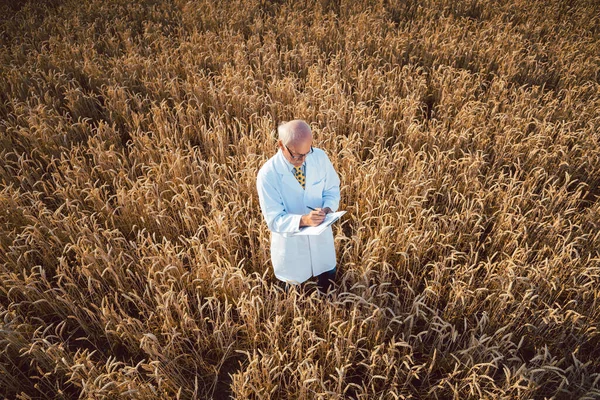Scientist doing field test of new GMO grain for better yield