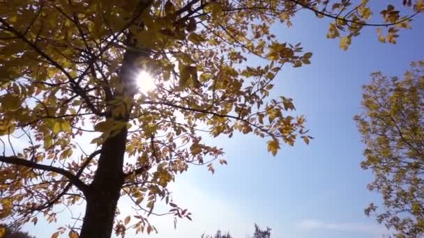 Strom se zlatými listy proti slunce a modré obloze, pomalý pohyb — Stock video