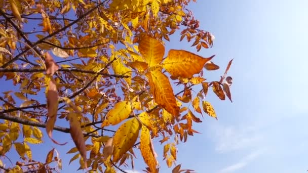 Arbre aux feuilles dorées contre le ciel bleu, ralenti — Video