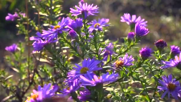 Magenta asters parterre de fleurs au vent — Video