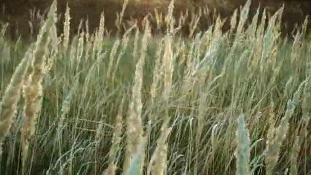 Hoog gras zwieren in de wind, rustige landschap — Stockvideo