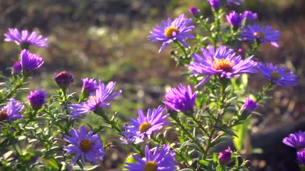 Magenta asters flowerbed at the wind, slow motion — Stock video