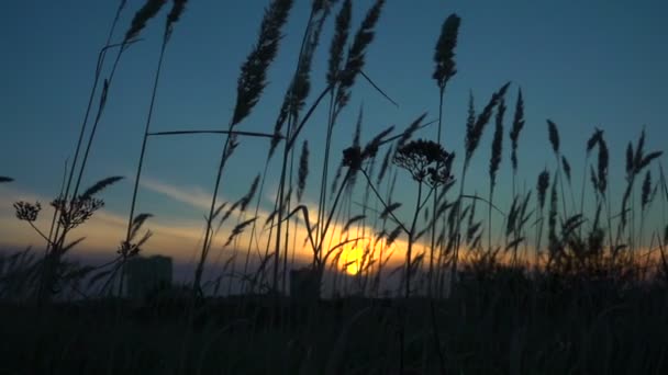 Grama oscila no vento, paisagem tranquila ao pôr do sol, câmera lenta — Vídeo de Stock