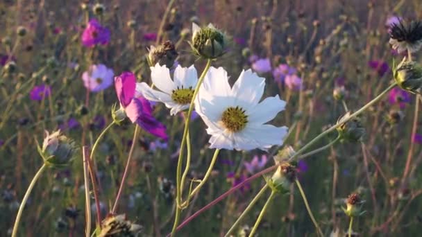 Weiße und rosa Kosmos-Blumen wiegen sich im Wind, Nahaufnahme — Stockvideo