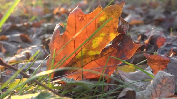 Gele mapple leaf swingen op de grond — Stockvideo