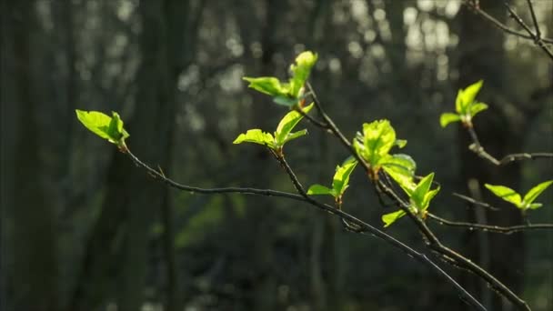 Närbild av gröna knoppar med lite blad på grenarna — Stockvideo