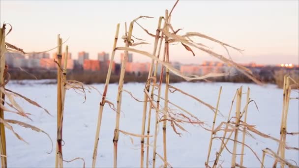 Tiges de maïs fanées dans la neige avec un fond urbain lointain — Video